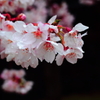 雨桜