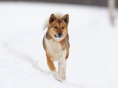 雪って、冷たくてキモチイイな！