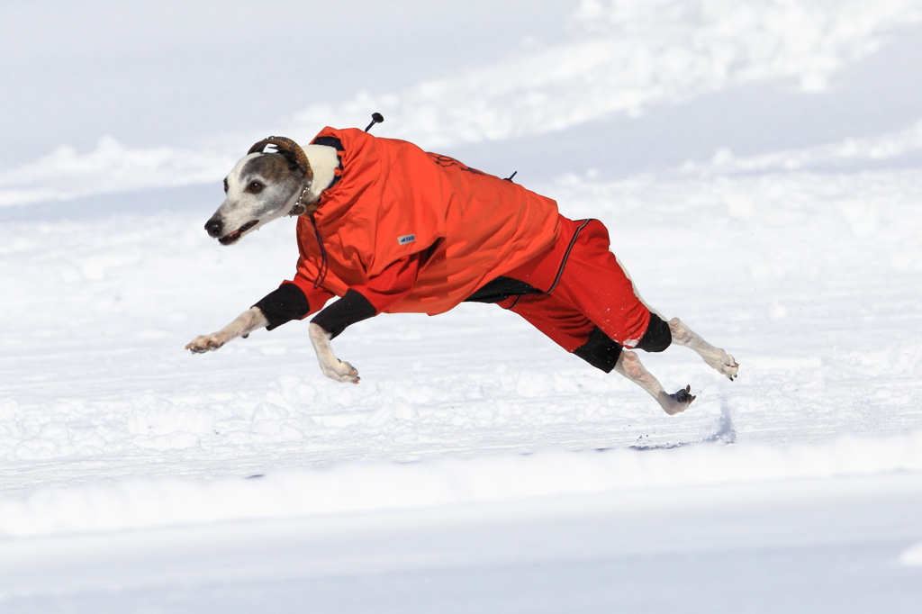 雪上RUN！