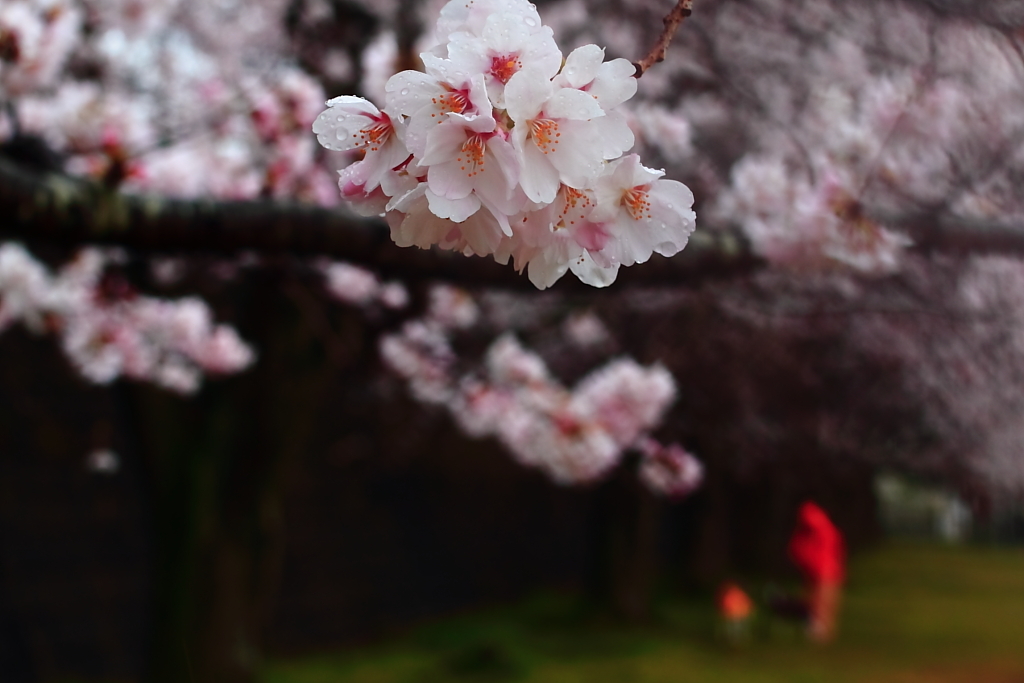 雨桜の散歩2