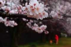 雨桜の散歩2