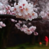雨桜の散歩2