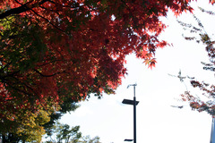 I紅葉