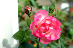 DSCF0055