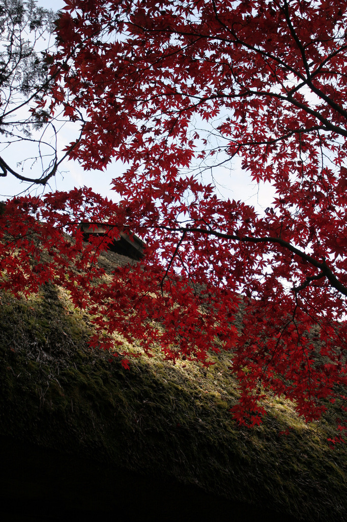 常楽寺紅葉
