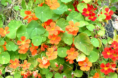 DSCF0062