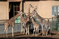 キリンの家族