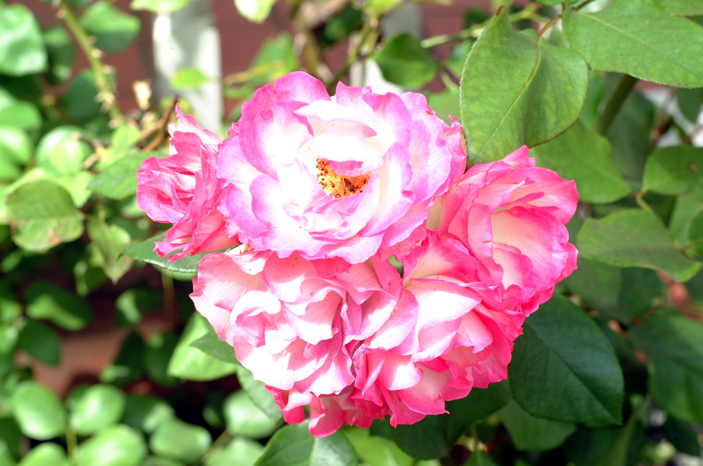 DSCF0054
