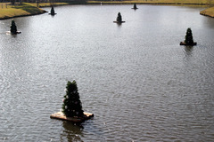 湖上に浮かぶツリー