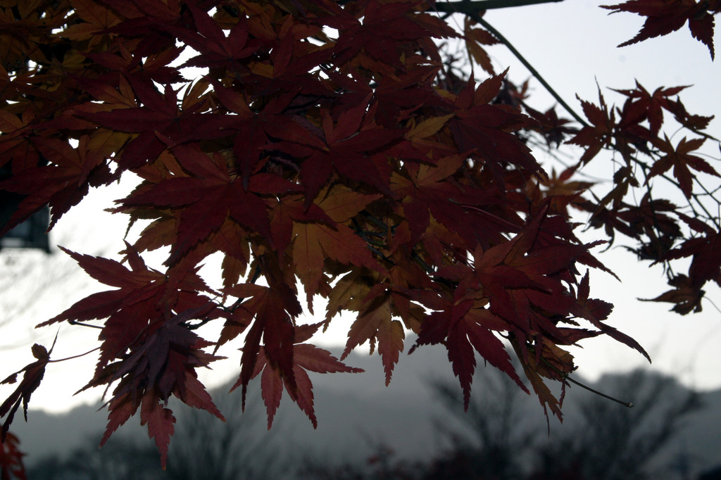 残紅葉