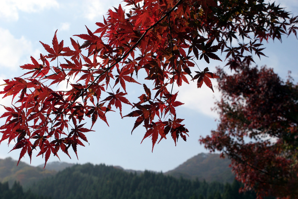紅葉　想い　記憶