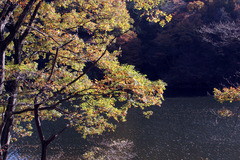 妙義湖の秋2