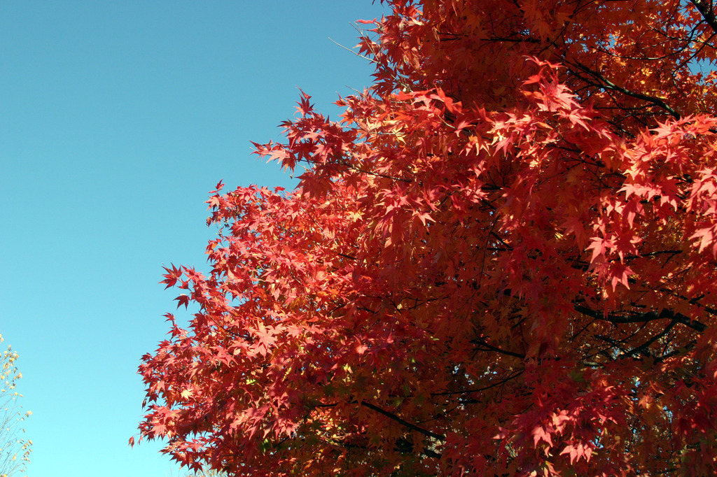 紅葉