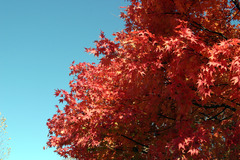 紅葉