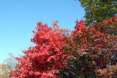 紅葉