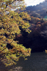 妙義湖の秋