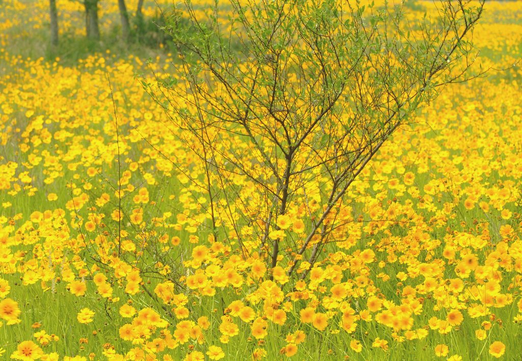 花絨毯