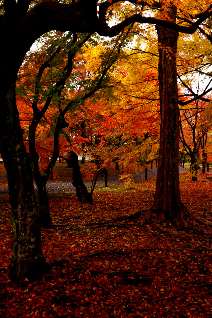 そうだ秋の京都へ行こう！