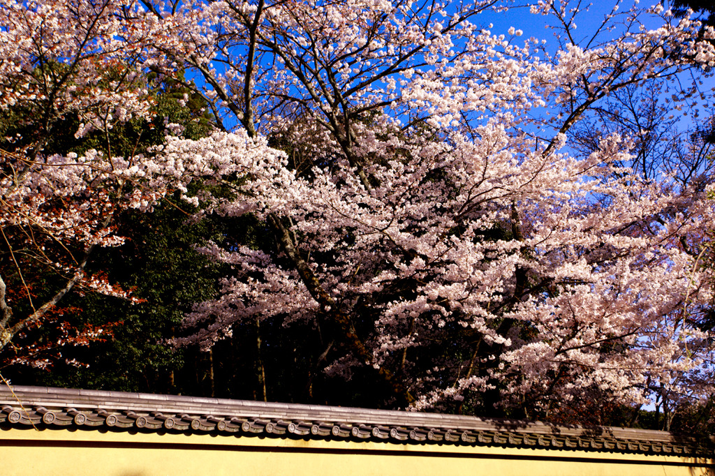 醍醐の花見