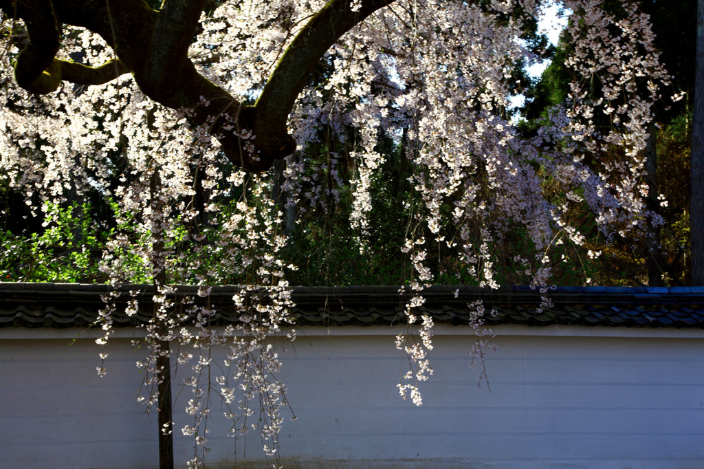 醍醐の花見