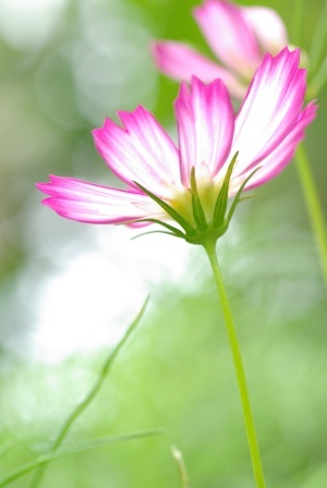 透花