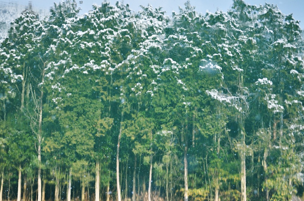 水の中の森