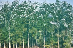 水の中の森