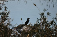 隠しどり