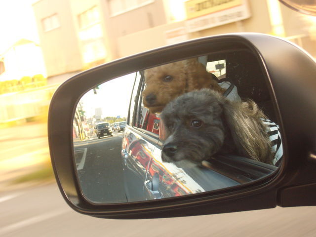 DOG　RUN