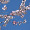 さくら