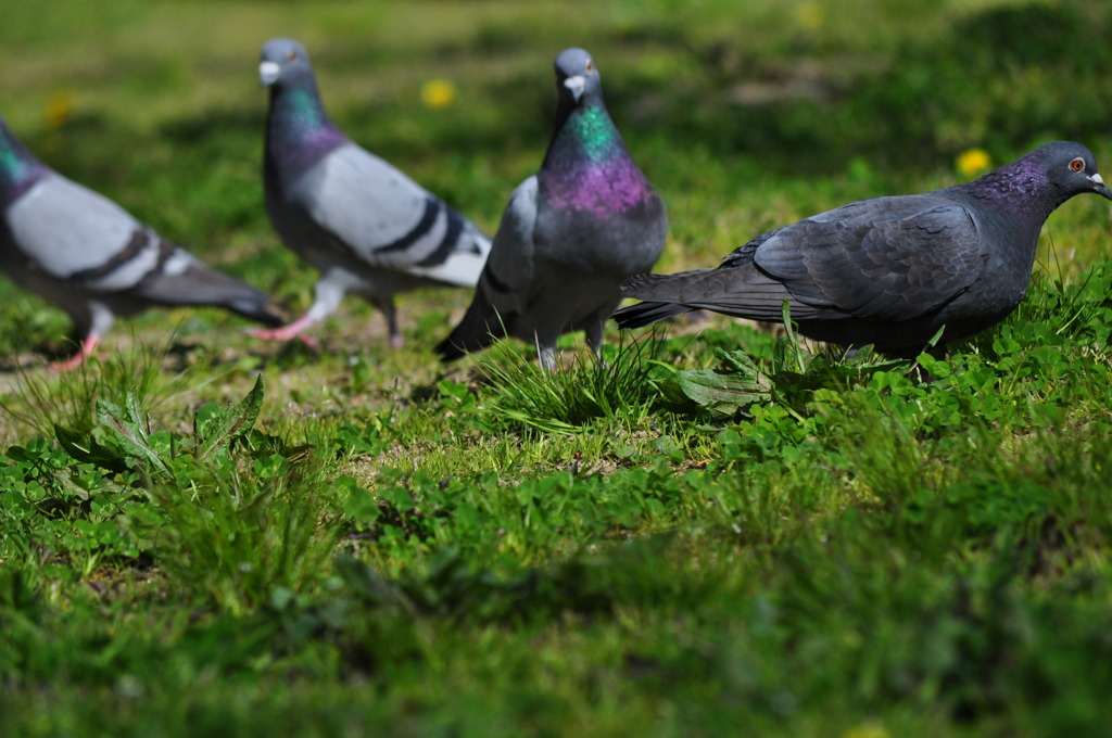 ハッとして鳩とは？