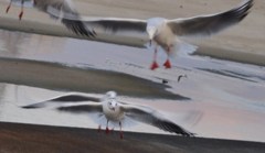 一席二鳥