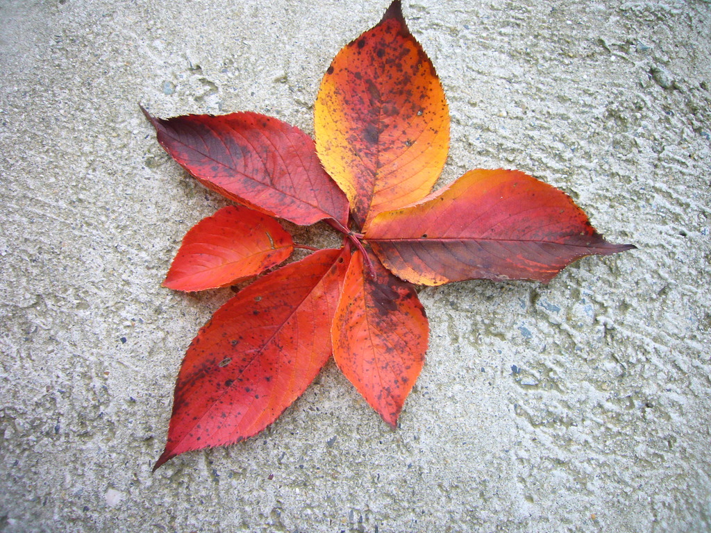 紅花