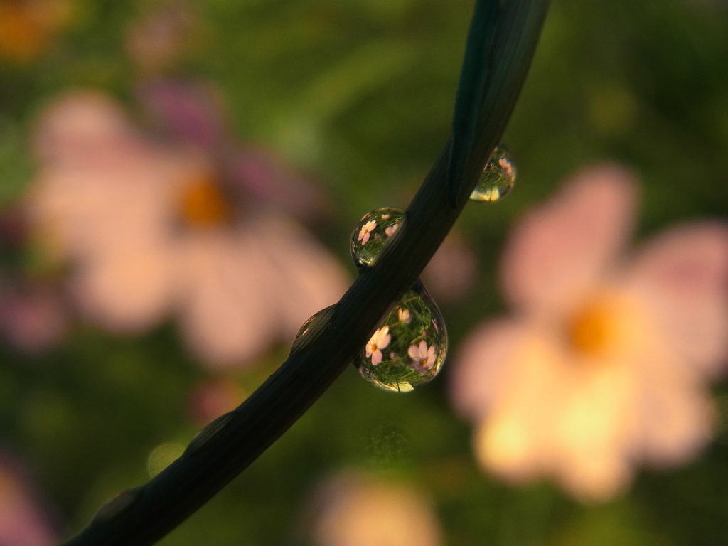 これで華やかさも２倍