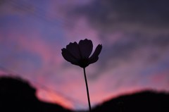 秋桜