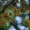 秋が支度をしはじめた
