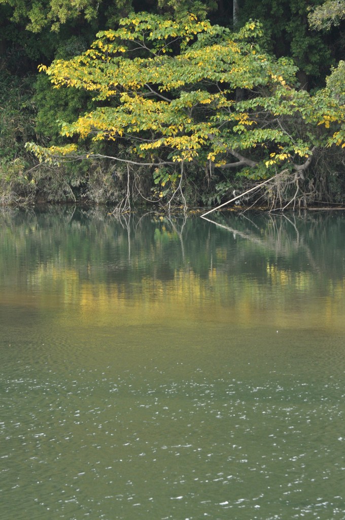 黄色い水鏡