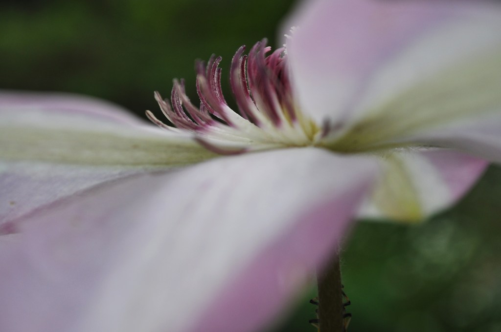 DSC_0003 (2)