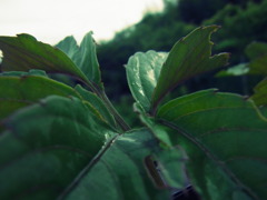 雨あがり