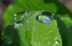 青い「しずく」