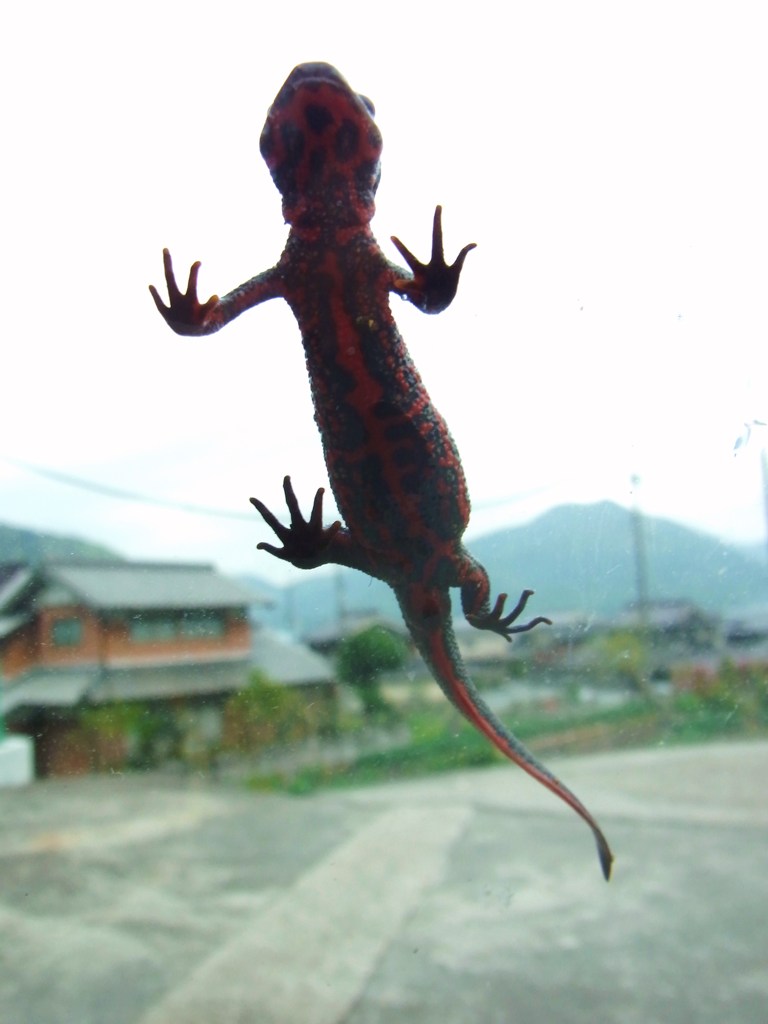 空飛ぶとかげ