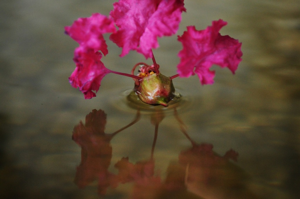 一種二花