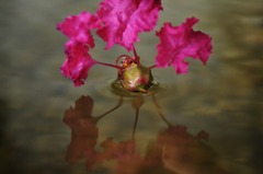 一種二花