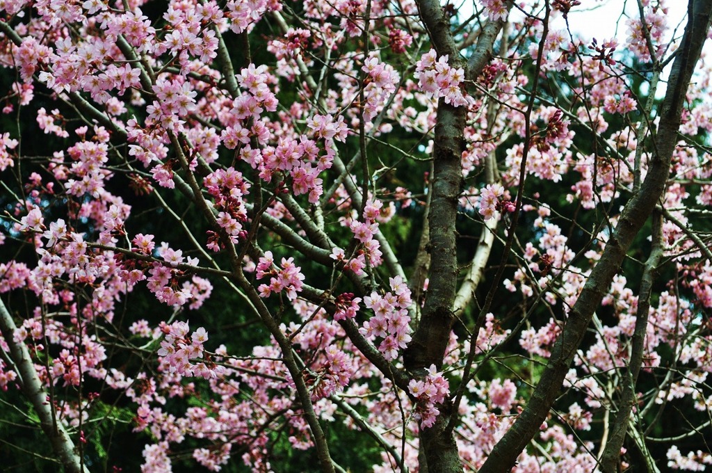 彼岸桜
