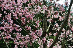 彼岸桜