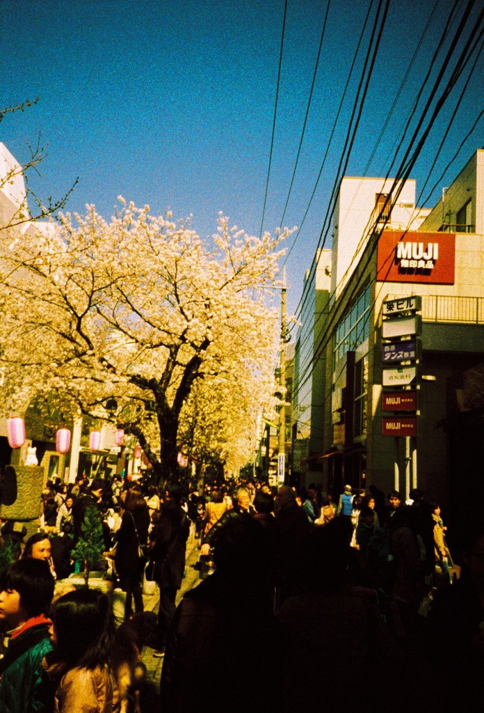 自由が丘の桜と人人人・・・