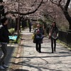 お花見