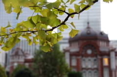 銀杏と東京駅