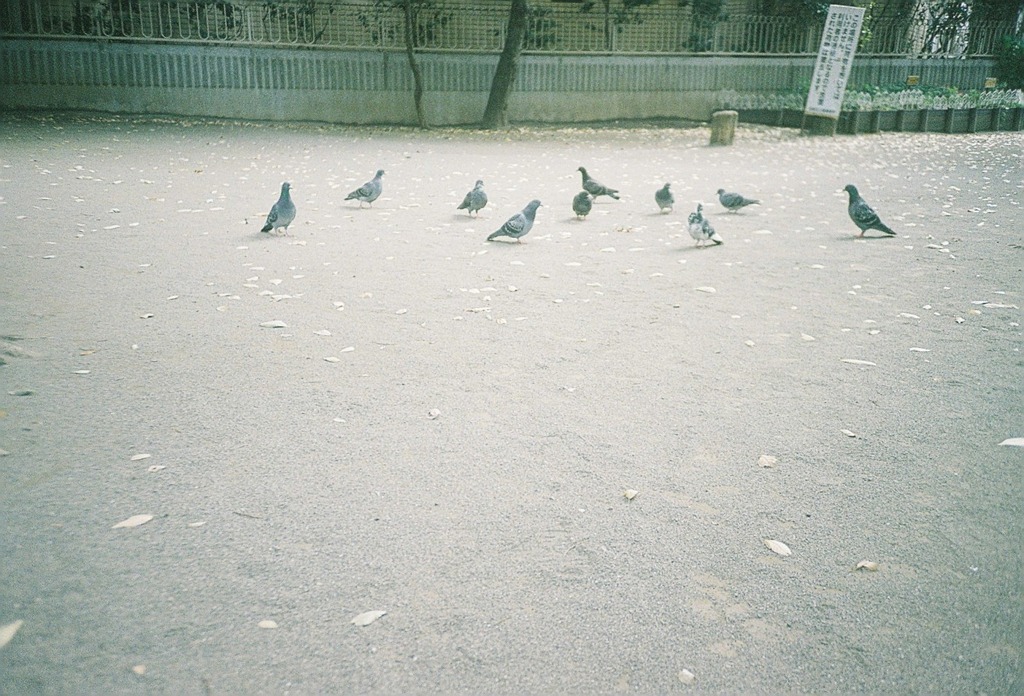 鳩の集会