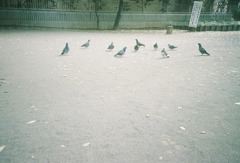 鳩の集会